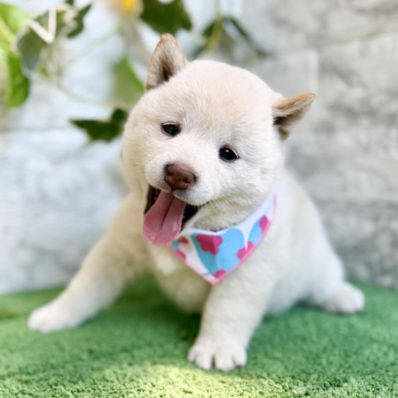 成約済の埼玉県の柴犬-399676の4枚目