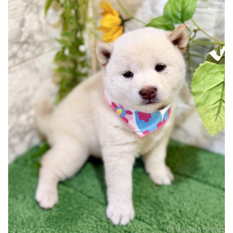 成約済の埼玉県の柴犬-399676の3枚目