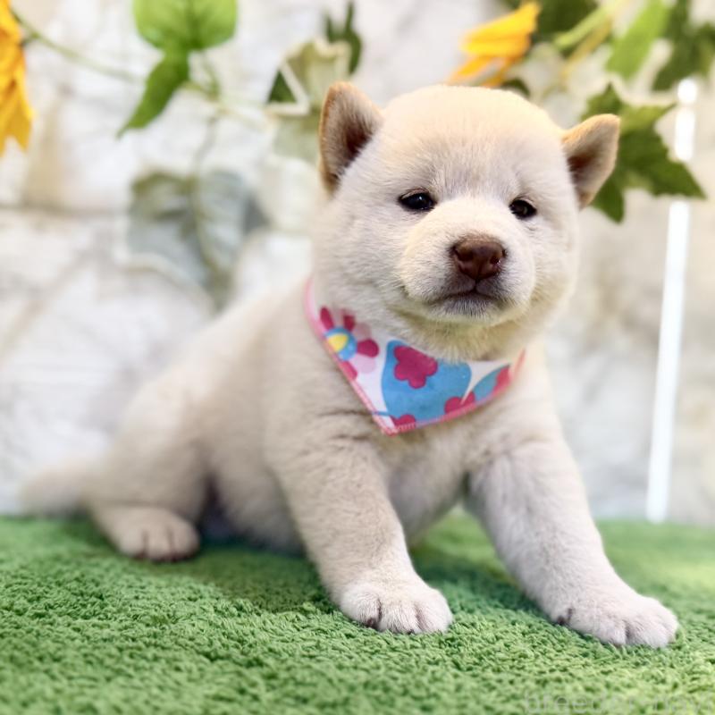 成約済の埼玉県の柴犬-399676の2枚目