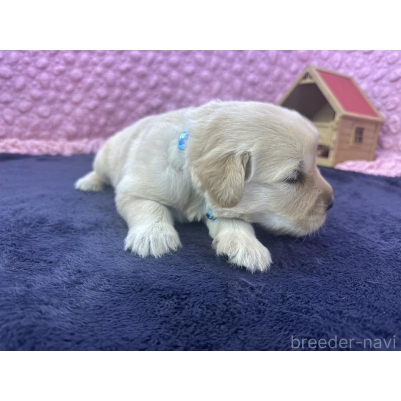 販売中の茨城県のゴールデンレトリーバー-402568の12枚目