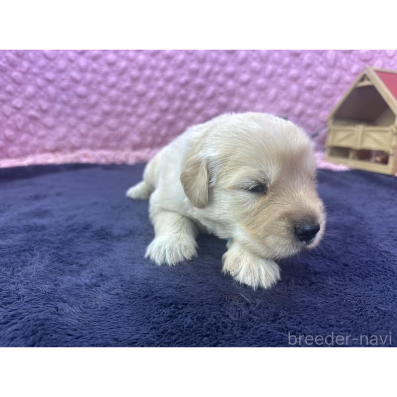 販売中の茨城県のゴールデンレトリーバー-402568の11枚目