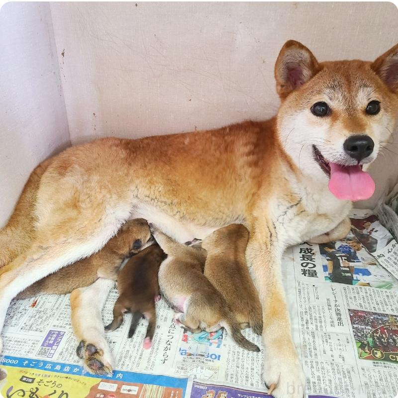 のの柴犬-