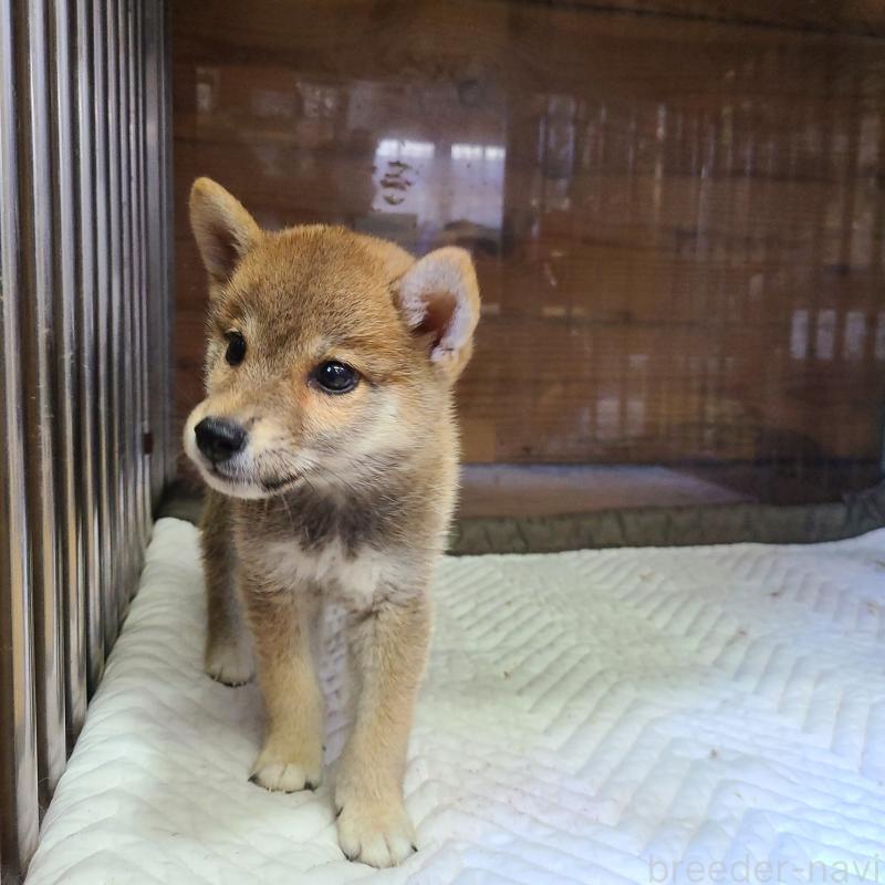 販売中の神奈川県の柴犬-402571の1枚目