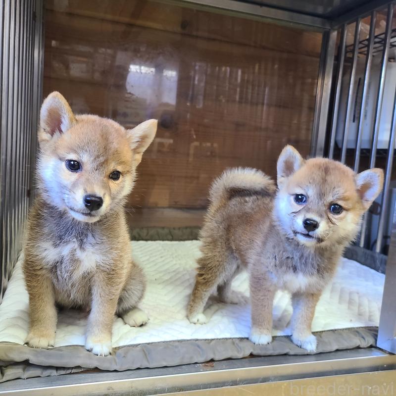販売中の神奈川県の柴犬-402571の5枚目