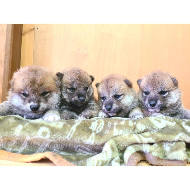 販売中の神奈川県の柴犬-402571の4枚目
