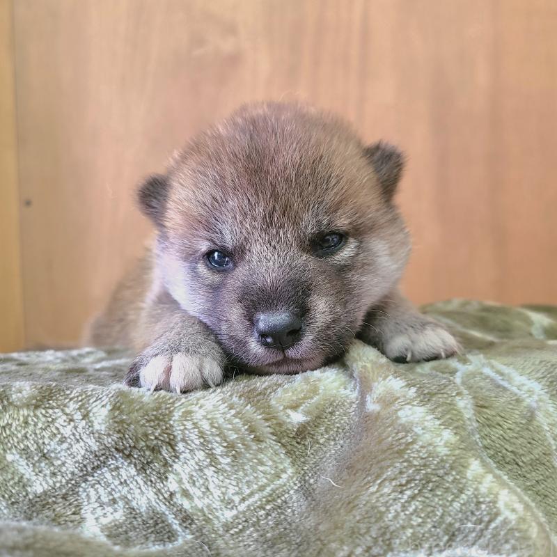 販売中の神奈川県の柴犬-402571の3枚目