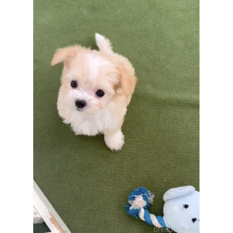 成約済の福岡県のミックス犬-401822の7枚目