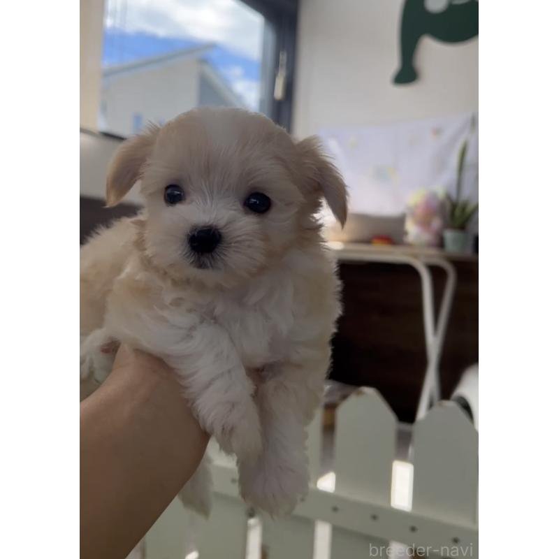 成約済の福岡県のミックス犬-401822の6枚目