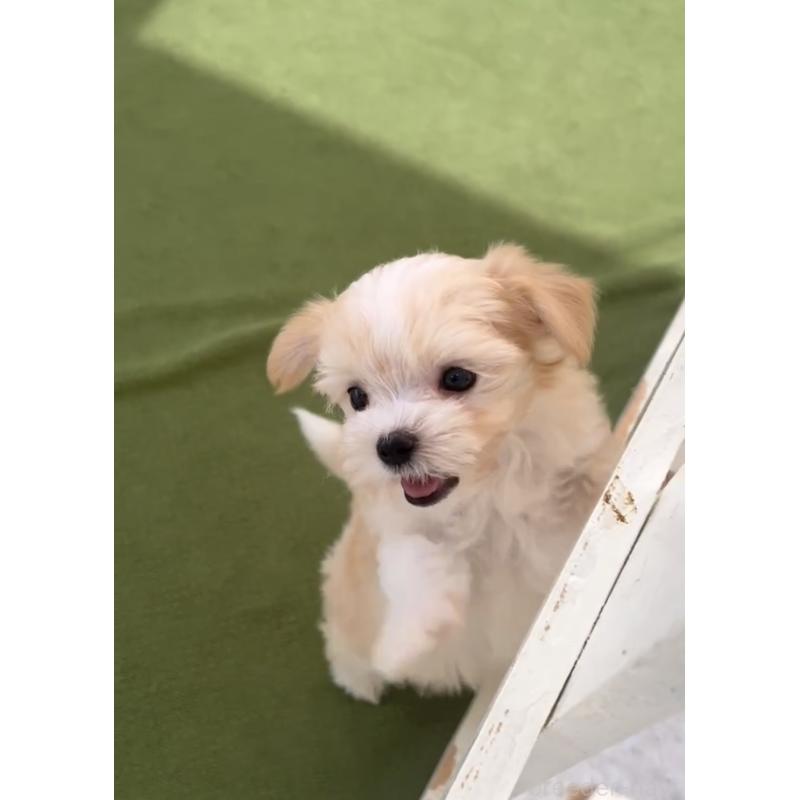 成約済の福岡県のミックス犬-401822の5枚目