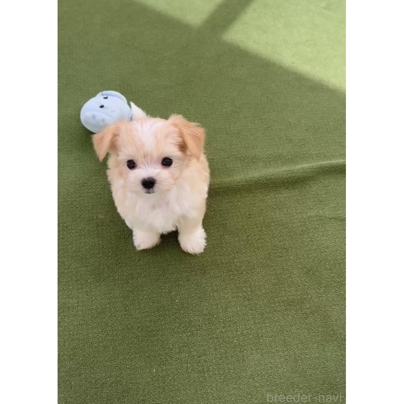 成約済の福岡県のミックス犬-401822の4枚目