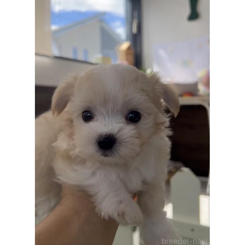 成約済の福岡県のミックス犬-401822の3枚目