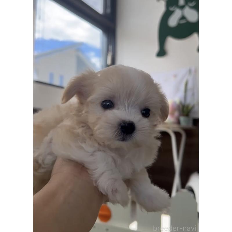 成約済の福岡県のミックス犬-401822の2枚目