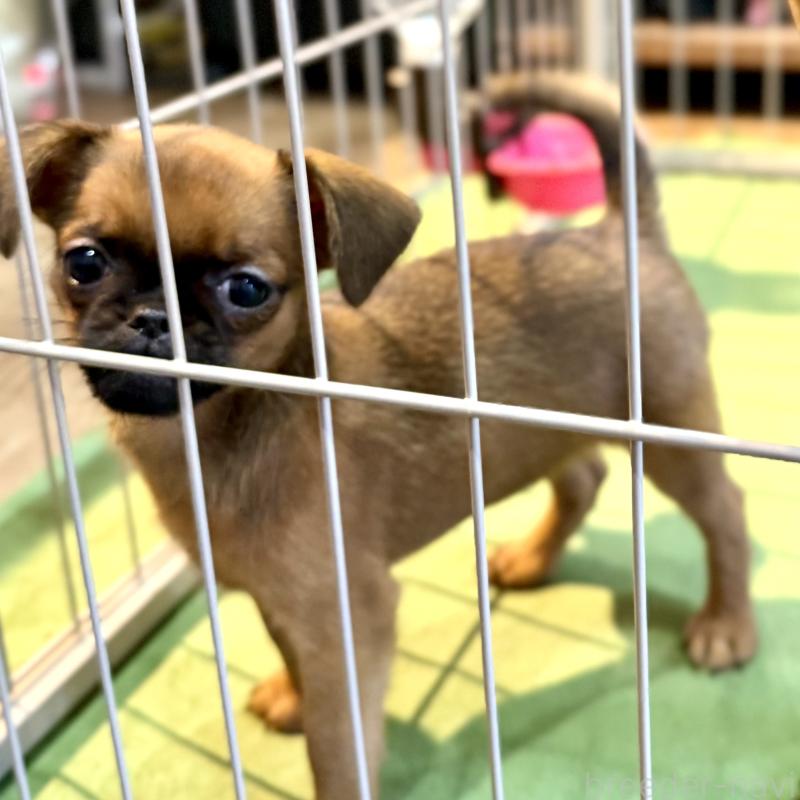 販売中の山口県のプチブラバンソン-393652の2枚目