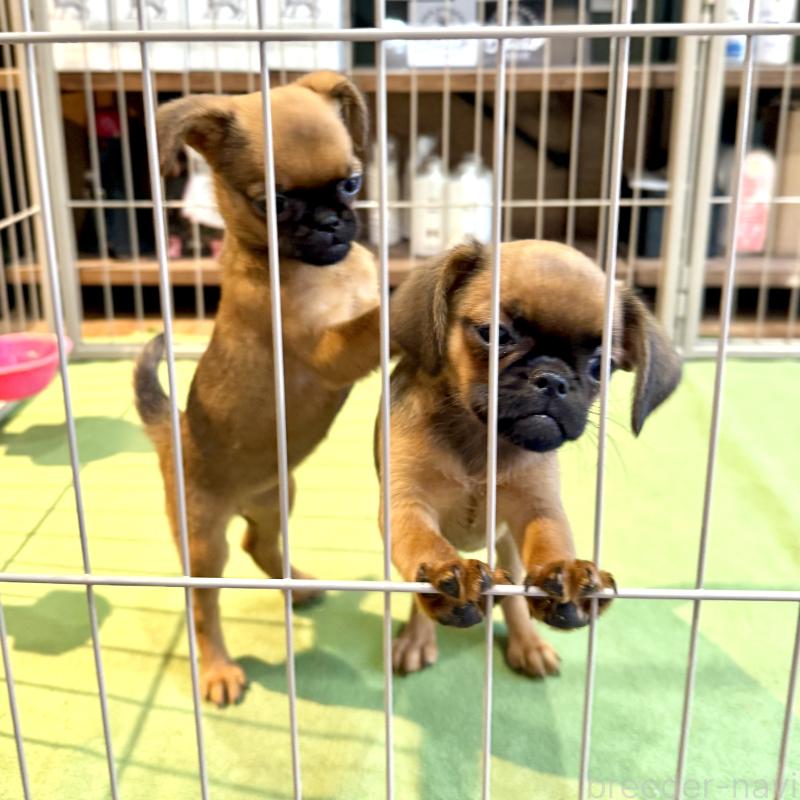 販売中の山口県のプチブラバンソン-393654の5枚目