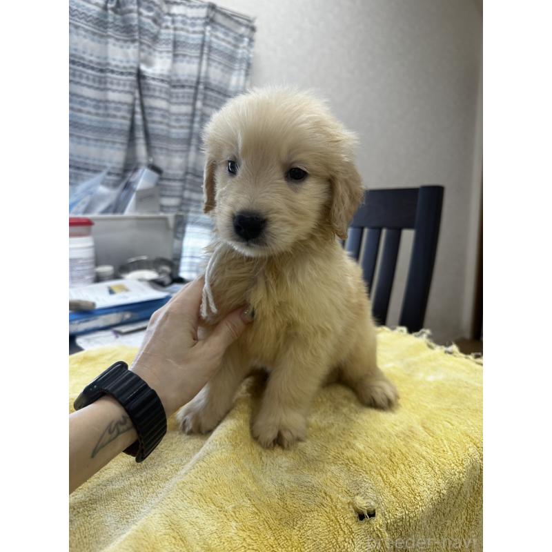 販売中の千葉県のゴールデンレトリーバー-402600の4枚目