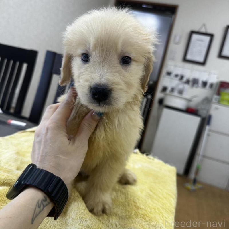 販売中の千葉県のゴールデンレトリーバー-402600の1枚目