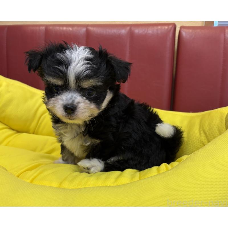 成約済の京都府のミックス犬-400512の4枚目