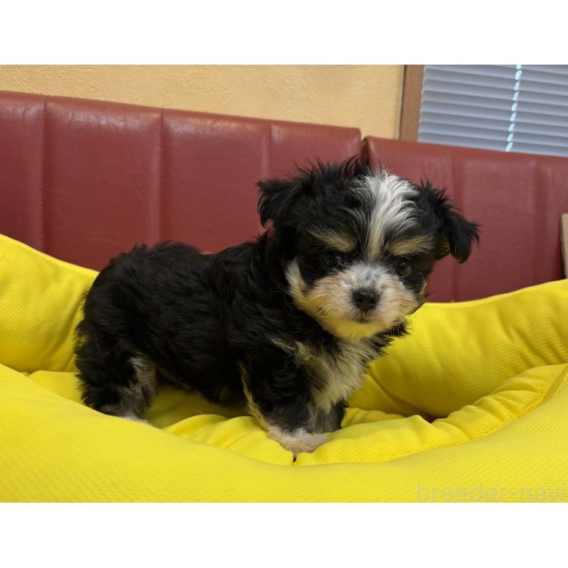 成約済の京都府のミックス犬-400512の3枚目