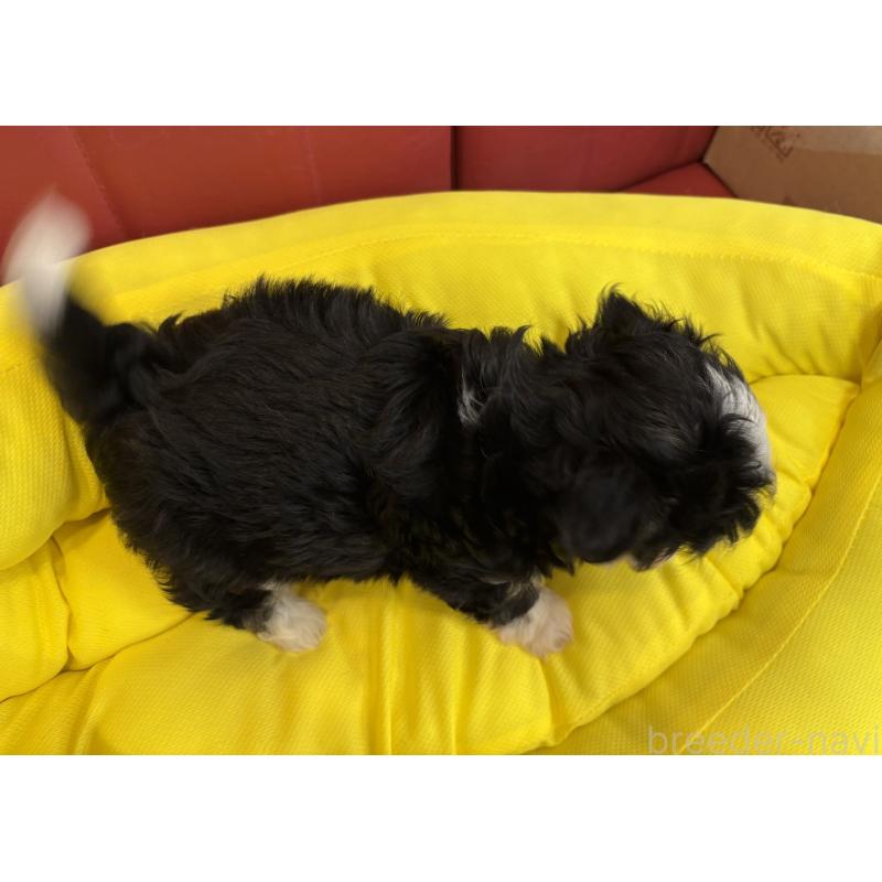 成約済の京都府のミックス犬-400512の2枚目