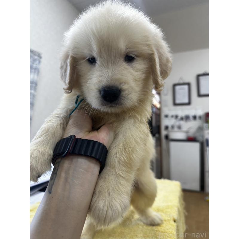 販売中の千葉県のゴールデンレトリーバー-402603の4枚目