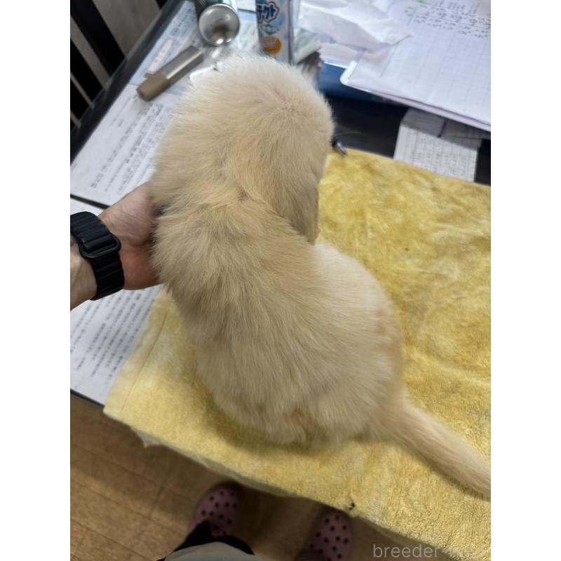 販売中の千葉県のゴールデンレトリーバー-402603の2枚目