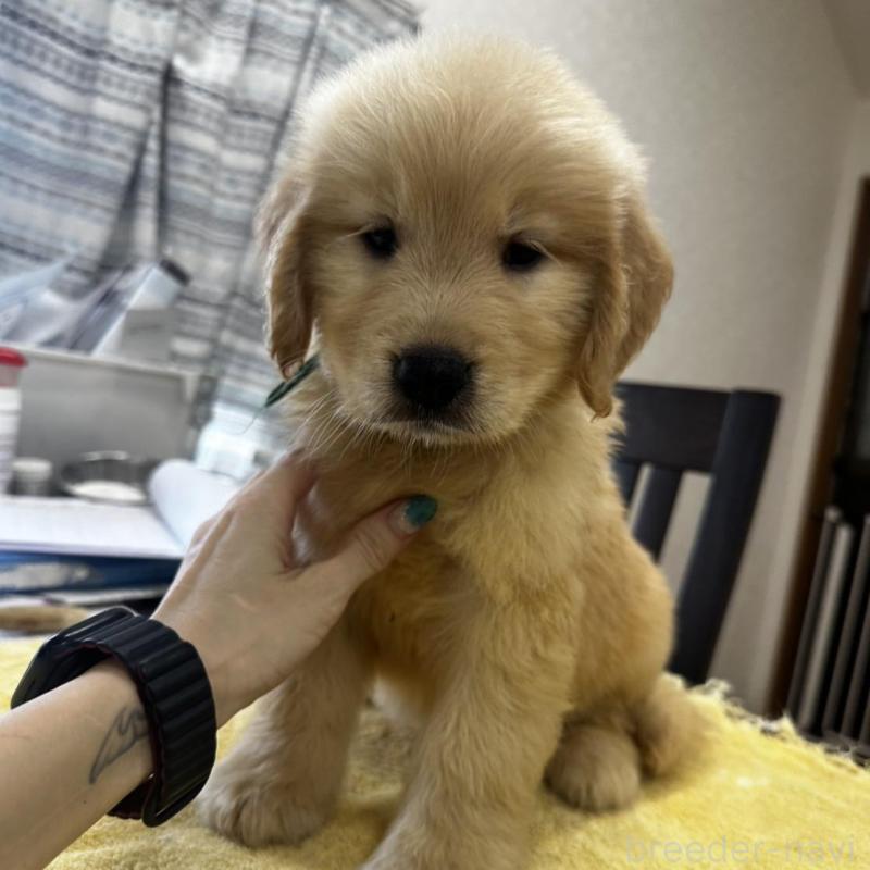 販売中の千葉県のゴールデンレトリーバー-402604