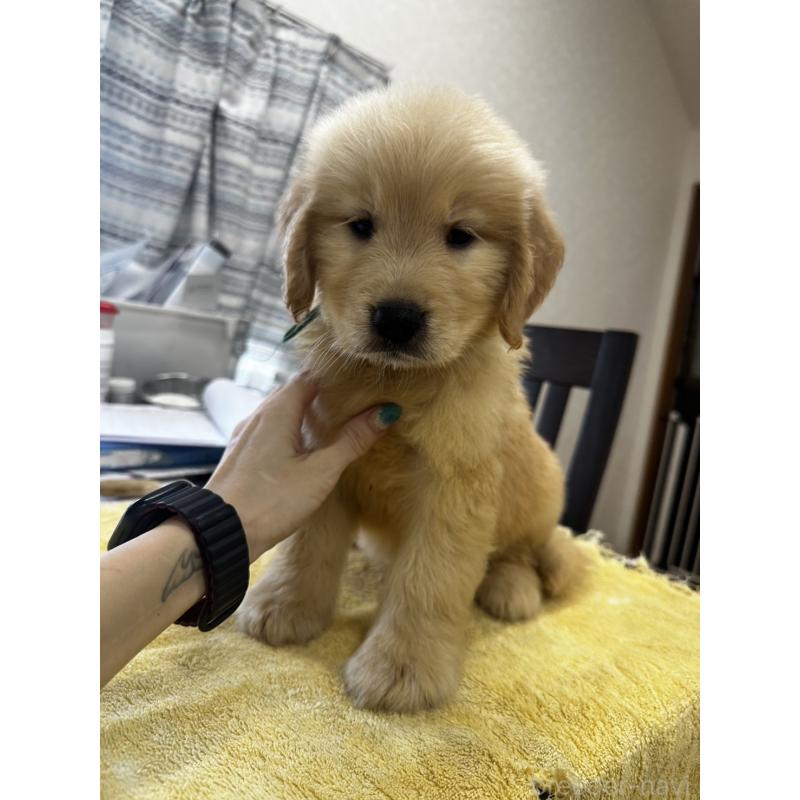 販売中の千葉県のゴールデンレトリーバー-402604の2枚目