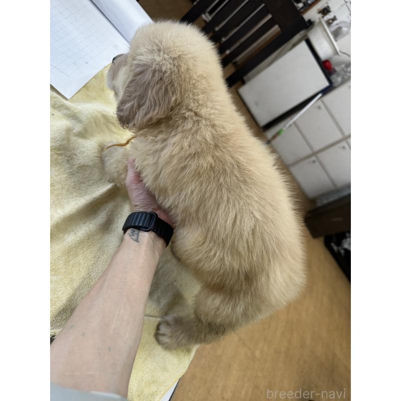 販売中の千葉県のゴールデンレトリーバー-402605の3枚目