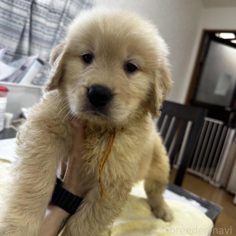 販売中の千葉県のゴールデンレトリーバー-402605の1枚目