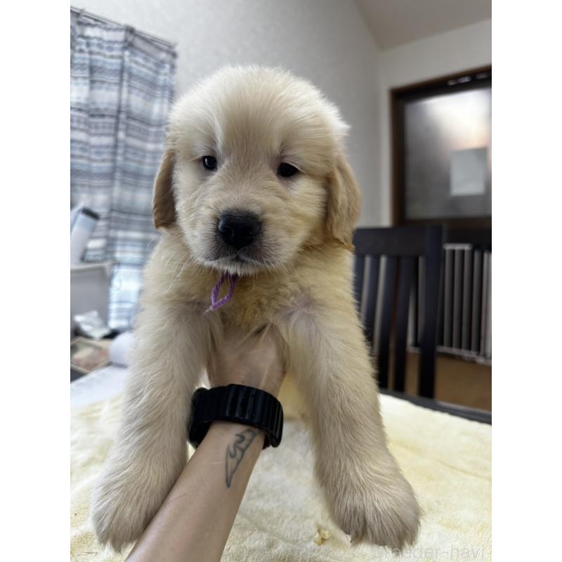 販売中の千葉県のゴールデンレトリーバー-402606の5枚目