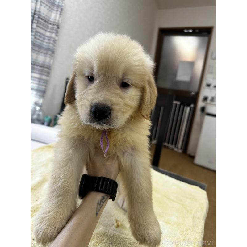 販売中の千葉県のゴールデンレトリーバー-402606の4枚目