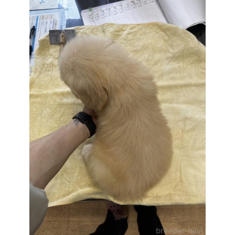 販売中の千葉県のゴールデンレトリーバー-402606の2枚目