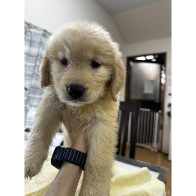 販売中の千葉県のゴールデンレトリーバー-402607の5枚目