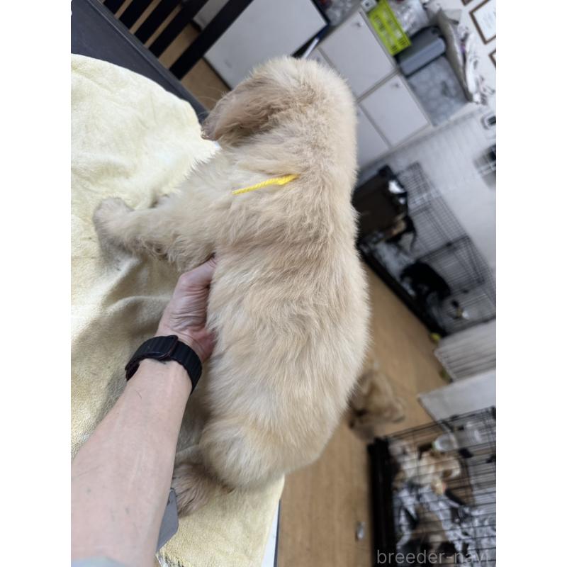 販売中の千葉県のゴールデンレトリーバー-402607の3枚目
