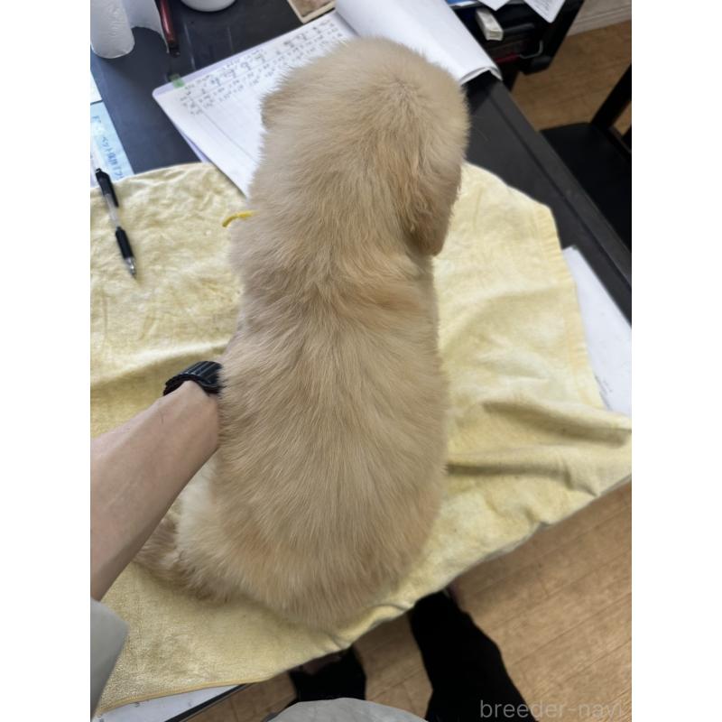 販売中の千葉県のゴールデンレトリーバー-402607の2枚目