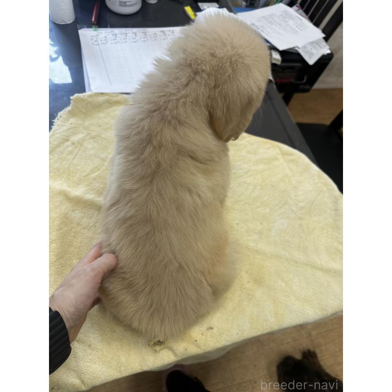 販売中の千葉県のゴールデンレトリーバー-402612の2枚目