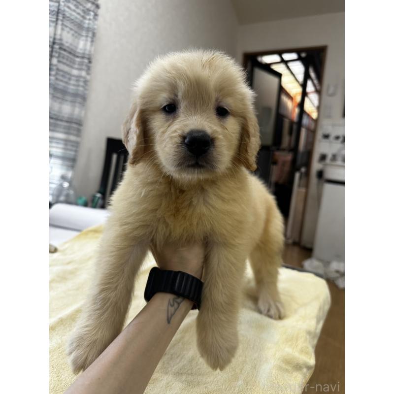 販売中の千葉県のゴールデンレトリーバー-402614の4枚目