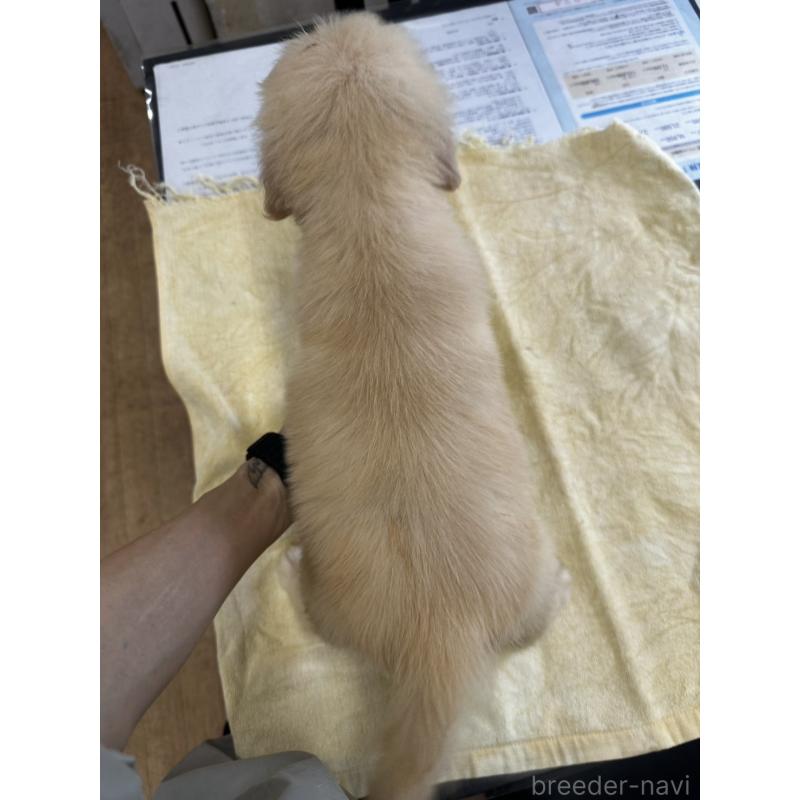 販売中の千葉県のゴールデンレトリーバー-402614の2枚目
