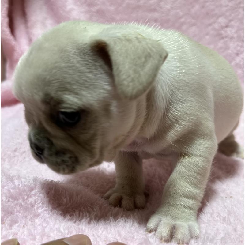 販売中の福岡県のフレンチブルドッグ-402620の7枚目
