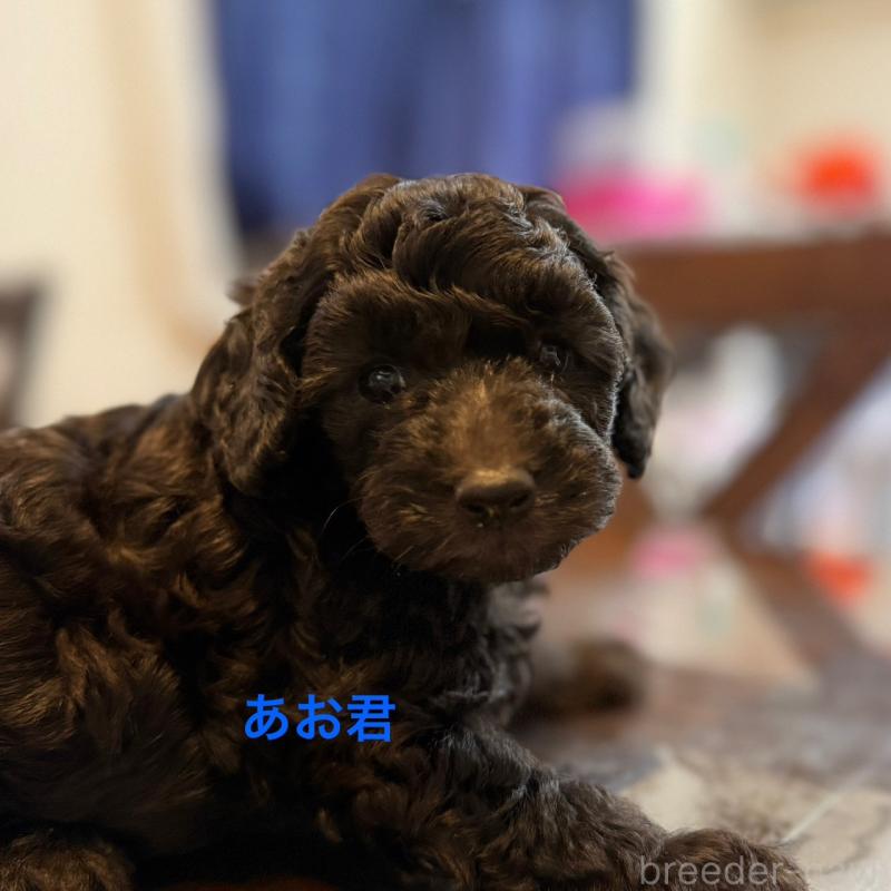 販売中の熊本県のトイプードル-402626