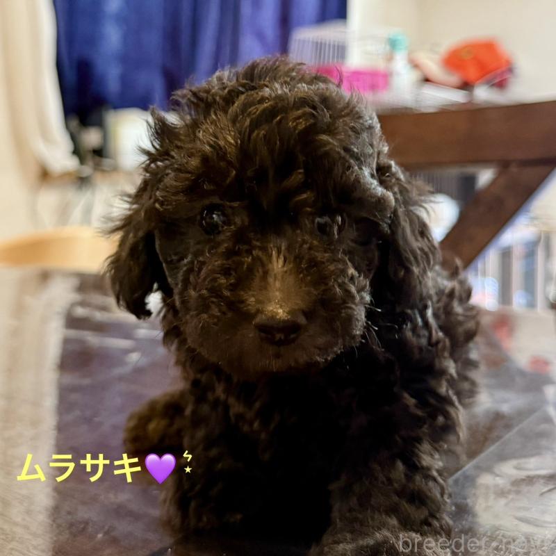 販売中の熊本県のトイプードル-402628