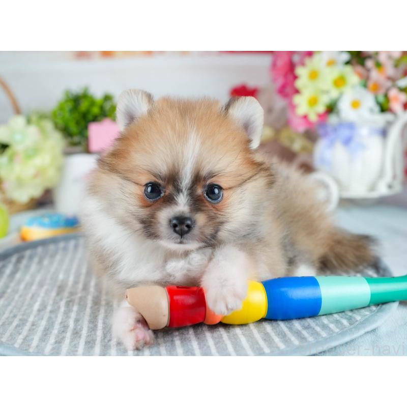 販売中の茨城県のポメラニアン-402675の9枚目