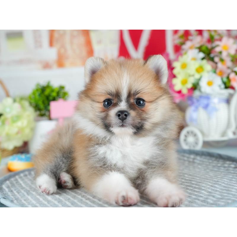 販売中の茨城県のポメラニアン-402675の7枚目