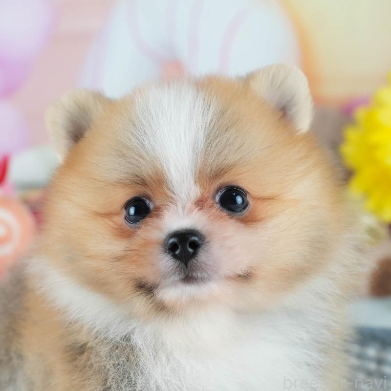 販売中の茨城県のポメラニアン-402815