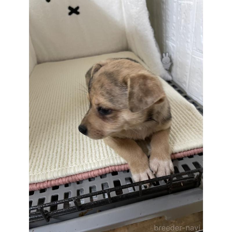 販売中の埼玉県のミックス犬-402676の7枚目