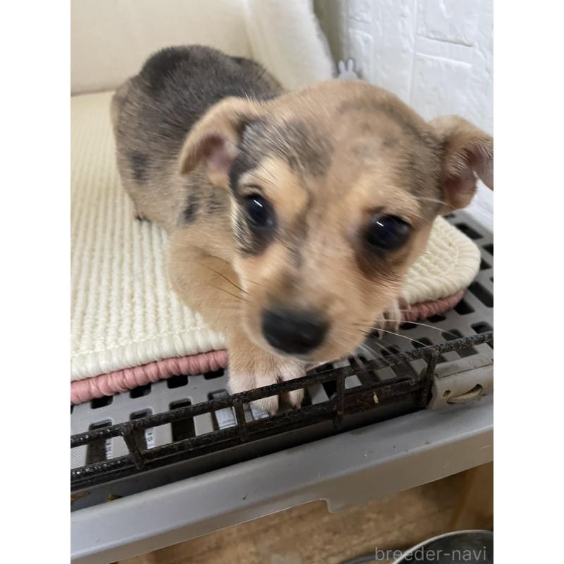 販売中の埼玉県のミックス犬-402676の6枚目