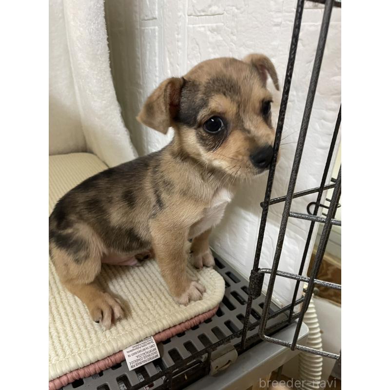 販売中の埼玉県のミックス犬-402676の5枚目