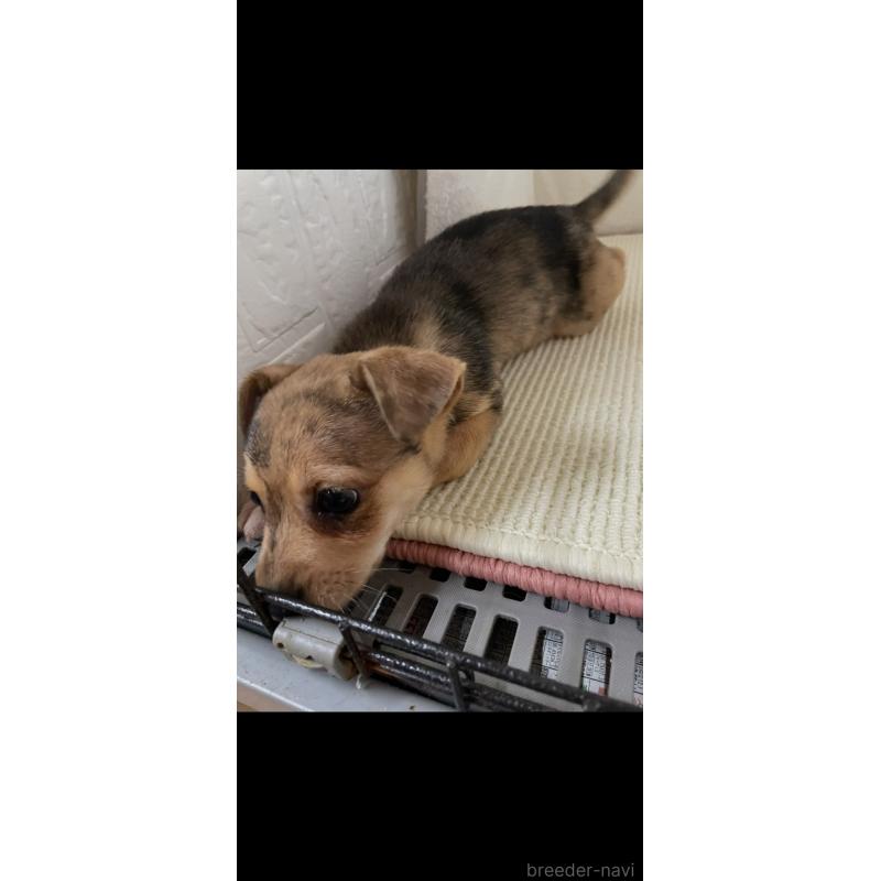 販売中の埼玉県のミックス犬-402676の4枚目