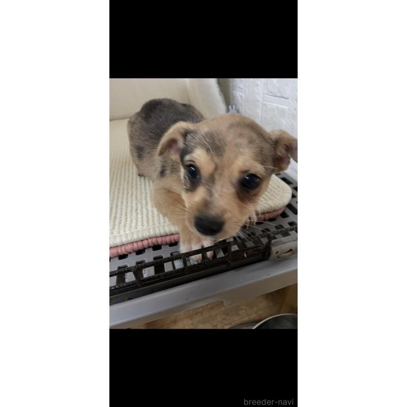 販売中の埼玉県のミックス犬-402676の3枚目