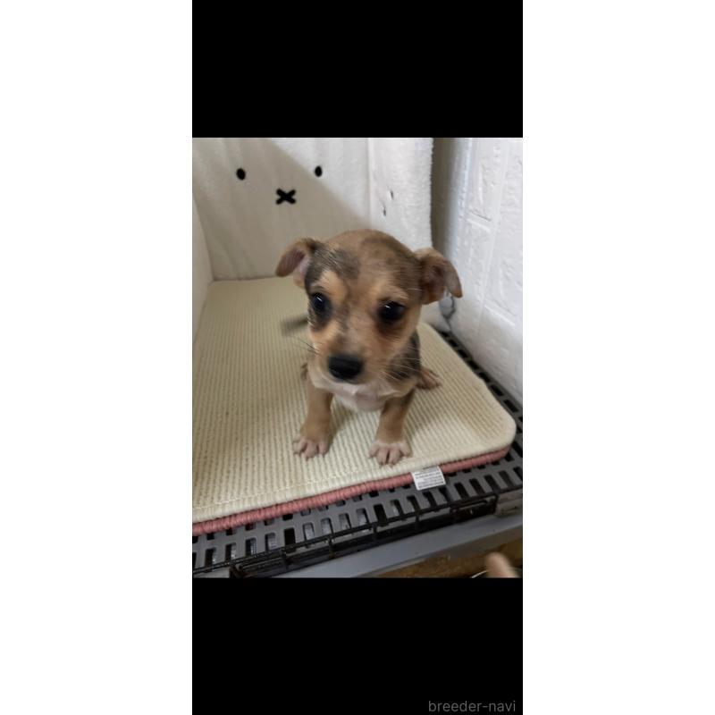 販売中の埼玉県のミックス犬-402676の2枚目